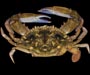 Callinectes larvatus (masked swimming crab) from Stono River, near Charleston, SC